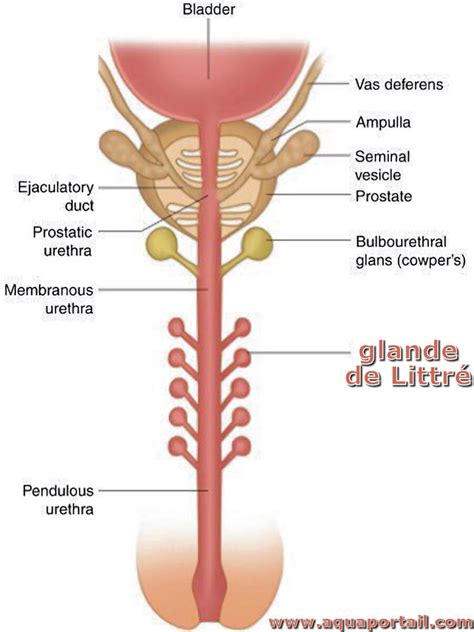 Glande de Littré définition et explications