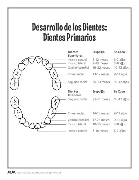 Pdf Primary Tooth Eruption Charts Spanish