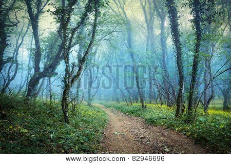 Mysterious Forest Fog Image & Photo (Free Trial) | Bigstock