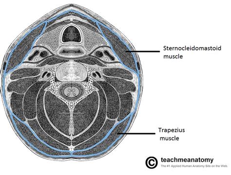 Fascial Layers Deep Superficial Teachmeanatomy