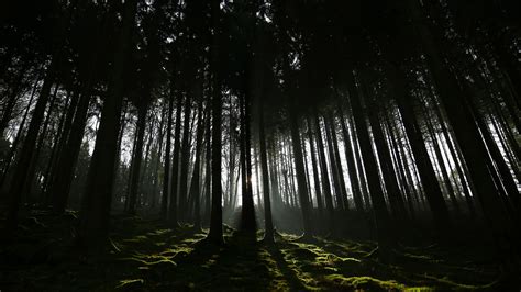 Dark Shadow Sunrays Forest 4K HD Dark Wallpapers | HD Wallpapers | ID ...