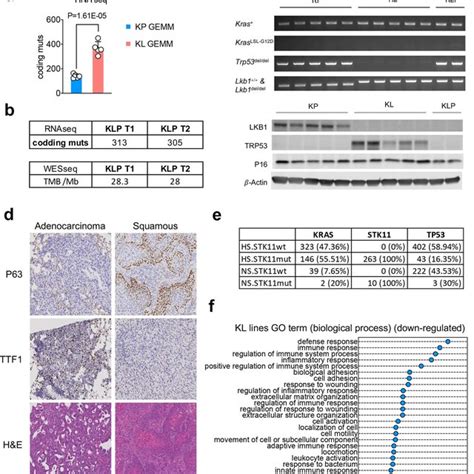 Mutational Burden And Signature Analysis For Lkb Mutant Tumors A