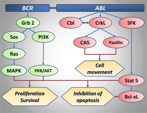 Modern Therapy Of Chronic Myeloid Leukemia Intechopen