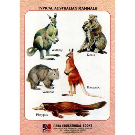 Gaba Childrens Book Wild Animals Pakistan Online Books Store