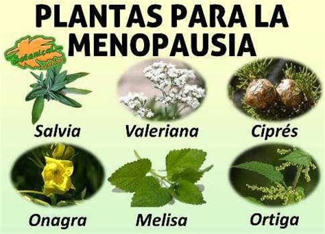 Tratamiento De Hormonas Naturales Para La Menopausia Cyclo Sexiz Pix