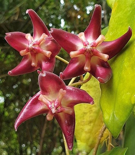 Hoya Onychoides Cv Long Leaf PNG SV 441 IML 0559 Uhlig Kakteen