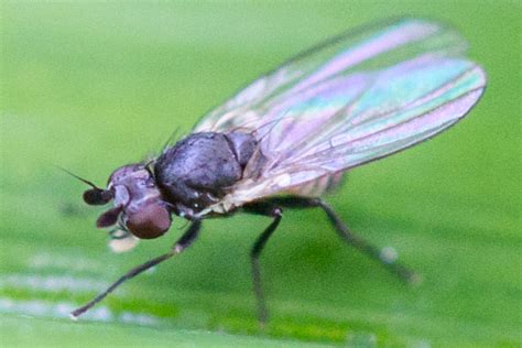 Diptera Info Discussion Forum Agromyzidae Cerodontha Dizygomyza