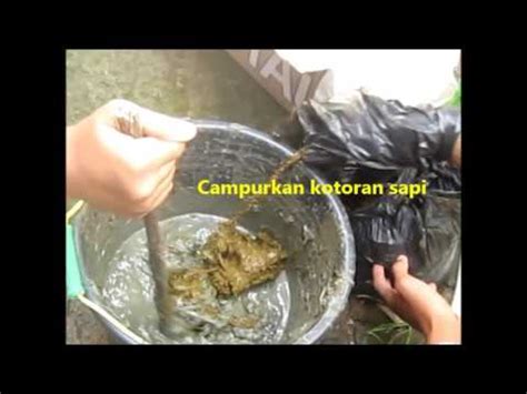 Pemanfaatan Eceng Gondok Dan Kotoran Sapi Sebagai Biogas Alternatif