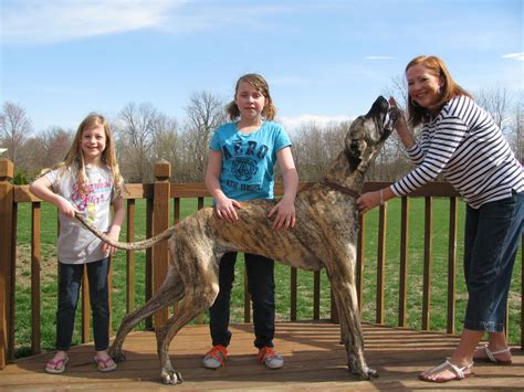 Allie the Great Dane. Guinness book world record holder for longest tail on a dog in the world ...