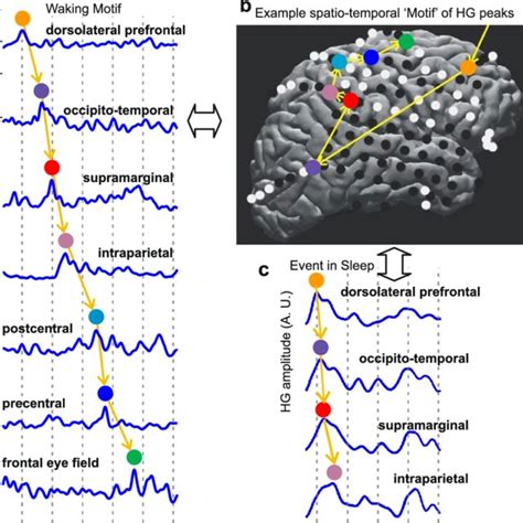 Spatio-temporal cortical activity Events and Motifs. (a) Example Waking ...