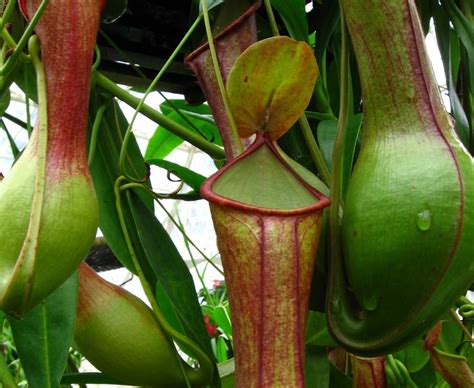 See Photos Of Pitcher Plants Feeding Of Rodents Brainshome