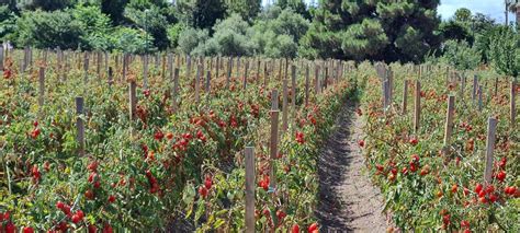 Pomodorino Del Piennolo Del Vesuvio Dop Quando La Sostenibilit