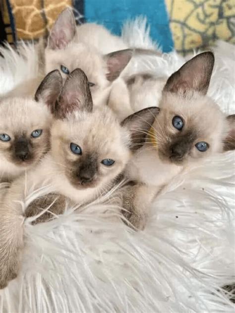 Things To Know About Silver Point Siamese Cats Story The Discerning Cat