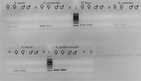 A 180 Myr Old Female Specific Genome Region In Sturgeon Reveals The