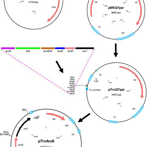 Simplified Scheme Of The Steps Required In The Construction Of Plasmid