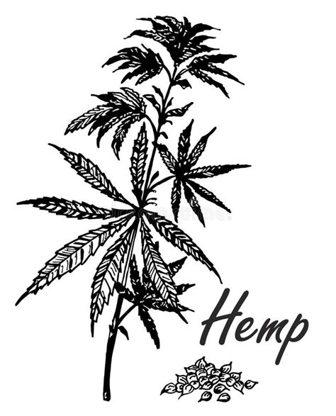 Vector Botanical Hand Drawn Illustration Of Hemp Branch Stock