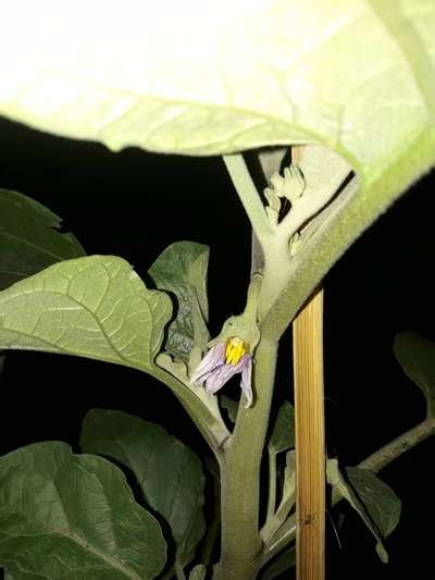 After Coming Eggplant Flower Before It Converts Getting Damaged From One Side Community Plantix