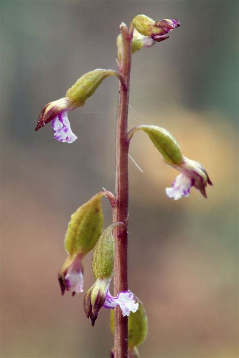 Corallorhiza Odontorhiza Fall Coral Root Orchid Or Small Flowered