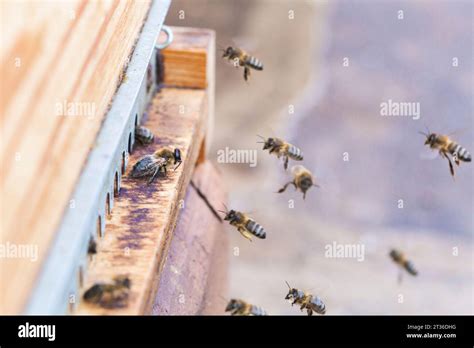 Honey Bees Flying Near Beehive Stock Photo Alamy