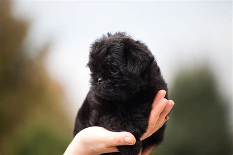 The Best Hypoallergenic, Low Dander Dogs | Great Pet Care