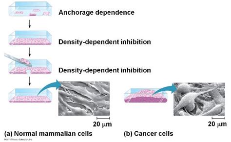 Density Dependent Factor Definition And Examples Biology Online Dictionary