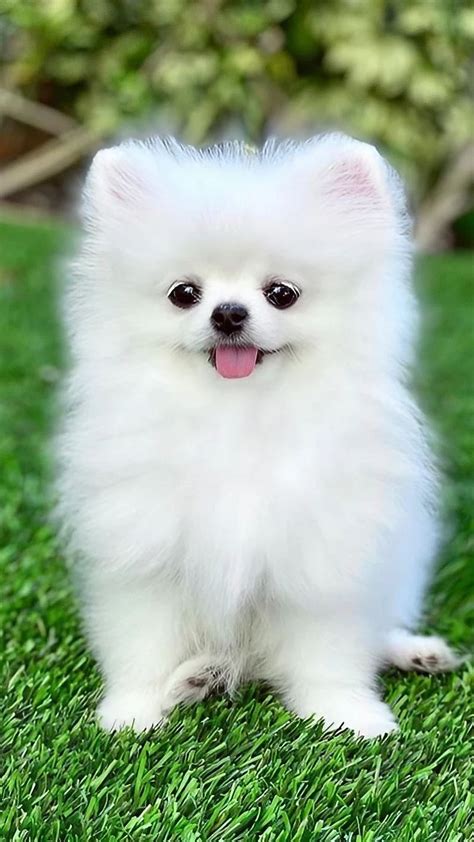 Cute Baby Pomeranian Puppies