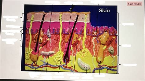 Skin receptors Diagram | Quizlet