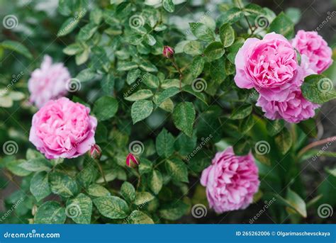 Rose [mary Rose] An Upright Shrub Rose To 1 2m Tall With Twiggy Growth And Fragrant Cupped