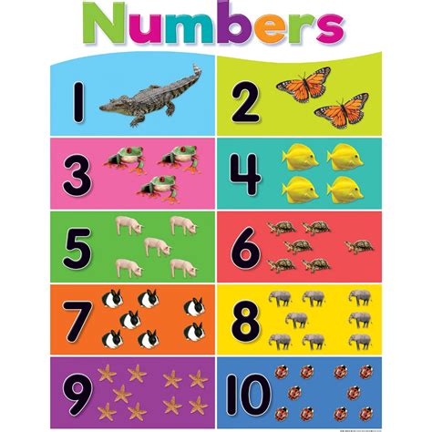 laminated educational chart learning materials  wall charts