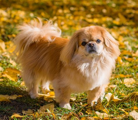 Der Pekingese Im Rasseportrait Hunter Magazin