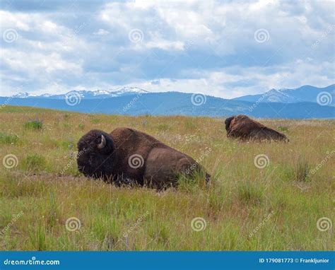 American Bison At The National Bison Range In Montana Usa Stock Image