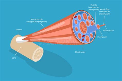 Endomysium Of Skeletal Muscle