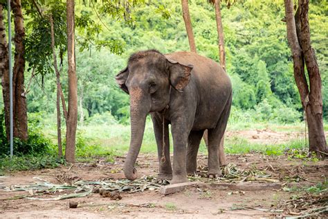 Full-day Kanchanaburi Death Railway & Elephant Care - Kanchanaburi Tours