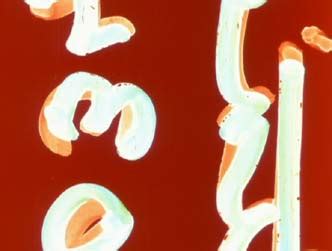 Pulpwiki This Is Hardcore Promo Video