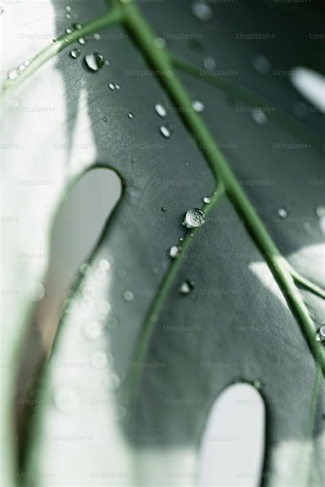 Water Drop On Leaf Wallpapers - Top Free Water Drop On Leaf Backgrounds - WallpaperAccess