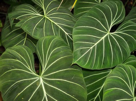 25 Types Of Philodendron To Grow Indoors