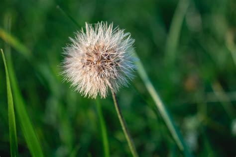 Diente De León Flor Planta Cabeza Foto gratis en Pixabay