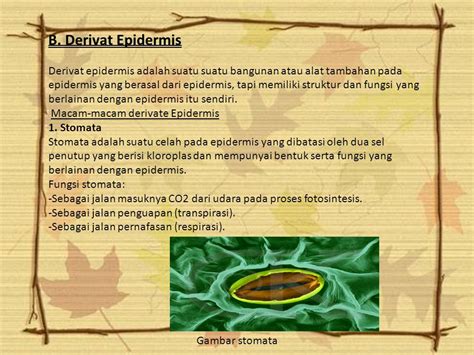 Detail Gambar Derivat Epidermis Koleksi Nomer 9
