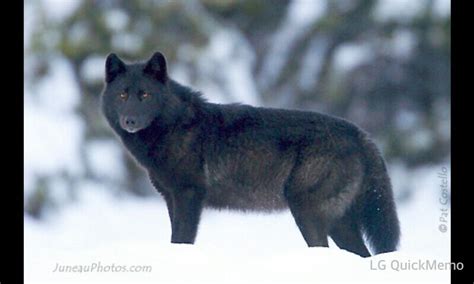 Romeo the Alaska wolf | Black wolf, Power animal, Animals wild