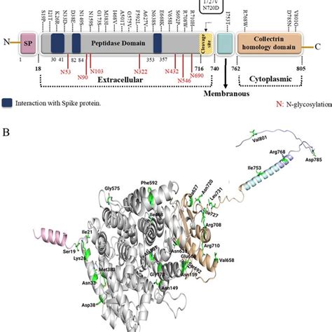 Ace Protein Domains Coding Missense Variants And Full Length