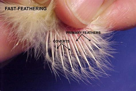 Sex Linked Traits In Poultry Small And Backyard Poultry Free