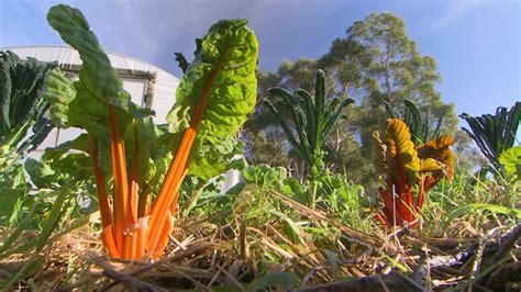 2019 Series 30 Episode 23 Gardening Australia