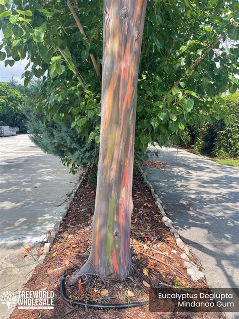 Rainbow Eucalyptus Deglupta Mindanao Gum For Sale South Florida 🌳 Treeworld Wholesale