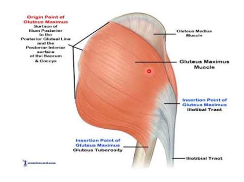 MSK Anatomy Lecture 6 Part 1: Gluteal region - YouTube