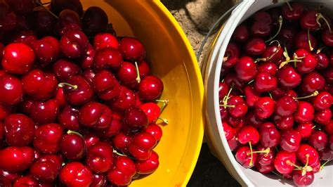 Nunn Better Farms U Pick Cherries Brentwood Ca Youtube