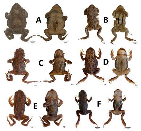 Family Bufonidae I: A— Lectotype of Bufo fenoulheti rhodesianus (PEM... | Download Scientific ...