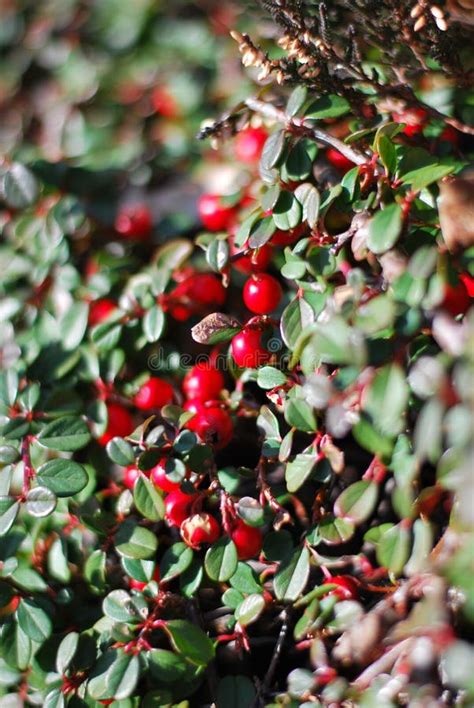 Cotoneaster Red Berries Stock Photo Image Of Horizontalis 267388324