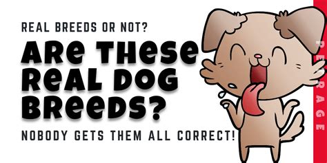 Real Dog Breeds or Not Quiz - PETRAGE