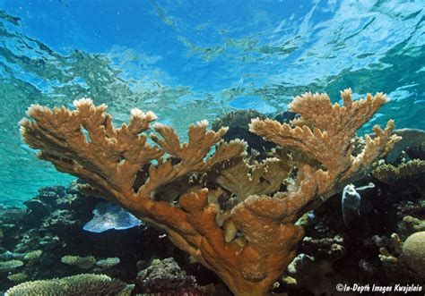 Acropora Sp Pacific Elkhorn Kwajalein Marshall Islands