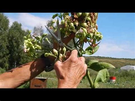 Сбор семян табака - YouTube
